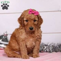 Daisy/Mini Goldendoodle									Puppy/Female	/5 Weeks,Fluffy, cute, and charming are just a few of the words I would use to describe the darling Daisy. These sweet F1B Mini Goldendoodles may just be that missing thing in your life. They’ll steal your heart with excited tail wags and sloppy puppy kisses and in no time, they’ll feel like they’ve always been a part of your family. Having received lots of love and attention since birth has allowed these pups to become very adaptable and well socialized. They will have no problem becoming accustomed to their new families and their lifestyles. Fifi is the wonderful Mama to these sweethearts. Much like her pups, she will melt your heart the moment you meet her. She weighs a beautiful 20lbs. Moyen Poodle Dad, Ollie, is a handsome good boy with a love of belly rubs. And weighs 26lbs. Each of the babies arrive at their forever homes completely vet checked, micro- chipped, up to date on all the necessary vaccines and dewormer, and our one-year health guarantee is included. We require a deposit to reserve this sweet baby. See www.dreamtreepuppies.com for more details. You can call or text Gina at: 330-260-1368 with any additional questions.