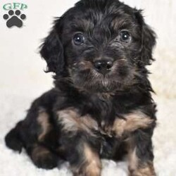 Kayla/Cavapoo									Puppy/Female	/7 Weeks,To contact the breeder about this puppy, click on the “View Breeder Info” tab above.