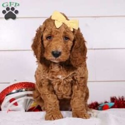 Bianca/Goldendoodle									Puppy/Female	/6 Weeks,Meet the cutest F1B Goldendoodle named Bianca! She specializes in snuggle time, this sweet pup loves her people and will never leave your side. Playtime is no joke to her, and she will always find a way to make you smile with her cute puppy antics. With her silky, soft coat and deep brown, puppy-dog eyes, this little baby will steal your heart from the very first minute you see her. The mama is a stunning Red Goldendoodle named Izzy. She weighs 40-45 lbs and is a family favorite. Dad is a handsome AKC registered Red Poodle named Oliver, weighing 20-22 lbs. He’s super intelligent and has an amazing temperament. All the puppies are microchipped, up to date on vaccines and dewormer and our one year genetic health is included. We require a deposit to reserve this little one. For more details you can visit our website www.dreamtreepuppies.com or call/text Gina at 330-260-1368 for more information! 