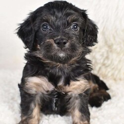 Kayla/Cavapoo									Puppy/Female	/7 Weeks,To contact the breeder about this puppy, click on the “View Breeder Info” tab above.