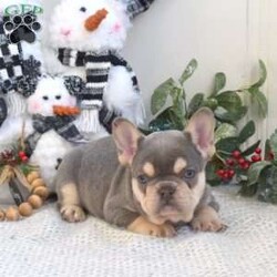 Tank/French Bulldog									Puppy/Male	/8 Weeks,Get ready to fall in love with this wrinkly French Bulldog puppy, Tank! He is very charming and will quickly steal your heart. He has been checked by a vet and is up to date on vaccinations & dewormer, plus the breeder provides a 30-day health guarantee. Tank is also family raised with children, socialized, and he can be registered with the AKC. If you would like to arrange a meet & greet with this handsome boy, please reach out to Anna Mary & Steven today!