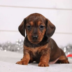 AKC Mini Lacey/Dachshund									Puppy/Female	/5 Weeks,Lacey was born to be a star! With her expressive face and huge puppy dog eyes she is used to getting all the attention:) This little sweetheart has us all wrapped around her little paw. A soft, silky coat and rambunctious, fun-filled personality are just a few of her winning qualities. Highly social, loyal, and extremely adorable, the Dachshund is the perfect breed to be your devoted companion. If you’re looking for a dog who will love you unconditionally and go everywhere with you, this little sweetheart is the one. We socialize our pups from the moment they are born so that they join new homes with a confident and adaptable demeanor. Mom is a gorgeous long-haired, silver dapple Miniature Dachshund named Dottie. Dottie is super loyal and has a heart of gold. She weighs a beautiful 15 lbs. and is the best momma to the puppies. Dad, Alex, is a handsome, long haired, wild boar colored Miniature Dachshund weighing a healthy 11 lbs. Alex has a goofy personality and keeps us all on our toes. We love him to death. All of our pups are up to date on all vaccines and dewormer and have received a full, nose to tail exam from our vet. We also include a one year genetic health guarantee. This ensures you are receiving a perfectly healthy and extremely lovable baby. For more information please visit our website: Dream Tree Puppies. If you have any more questions or would like to schedule a visit with the babies you can call or text anytime, Monday through Saturday. -Gina: 330-260-1368