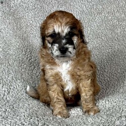 Bubbles (F1b)/Saint Berdoodle									Puppy/Female	/5 Weeks,Looking for a hypoallergenic puppy? We expect this F1B Miniature Saint Berdoodle to mature around 25-35 lbs. Her mother is a 35 lb. Mini Saint Berdoodle and her father is a 15 lb. Poddle, both parents are very sociable and love attention. Family raised with loving care and well socialized. She will come with a 30-day health guarantee, a small bag of Nutri Source puppy food and will be vet health checked and up to date with vaccinations and dewormer. Sunday messages will be returned on Monday.