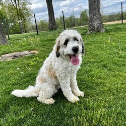 Bubbles (F1b)/Saint Berdoodle									Puppy/Female	/5 Weeks,Looking for a hypoallergenic puppy? We expect this F1B Miniature Saint Berdoodle to mature around 25-35 lbs. Her mother is a 35 lb. Mini Saint Berdoodle and her father is a 15 lb. Poddle, both parents are very sociable and love attention. Family raised with loving care and well socialized. She will come with a 30-day health guarantee, a small bag of Nutri Source puppy food and will be vet health checked and up to date with vaccinations and dewormer. Sunday messages will be returned on Monday.