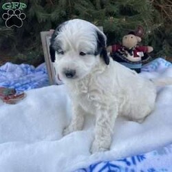 Nutmeg/Mini Bernedoodle									Puppy/Female	/8 Weeks,Nutmeg is our cute little F1b multigenerational Mini Bernedoodle! She has been given lots of love and attention from our family and is ready for her furever home!