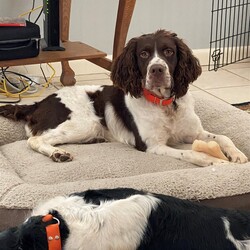 Adopt a dog:me/Brittany Spaniel/Male/Adult,Hi! My name is Gunner and I am bonded with my brother Shadow. I'm a 2.5 yr old Liver/White neutered 50 # Brittany boy. I currently live with my foster family and my brother, Shadow. I am closely bonded with Shadow, and we can only be adopted together. I'm full of pure Brittany love and playfulness. I'm potty trained, microchipped, fully vaccinated, heartworm negative, utd on HW/FT prevention and ready for my 