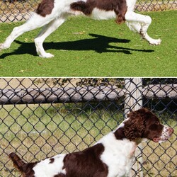 Adopt a dog:me/Brittany Spaniel/Male/Adult,Hi! My name is Gunner and I am bonded with my brother Shadow. I'm a 2.5 yr old Liver/White neutered 50 # Brittany boy. I currently live with my foster family and my brother, Shadow. I am closely bonded with Shadow, and we can only be adopted together. I'm full of pure Brittany love and playfulness. I'm potty trained, microchipped, fully vaccinated, heartworm negative, utd on HW/FT prevention and ready for my 