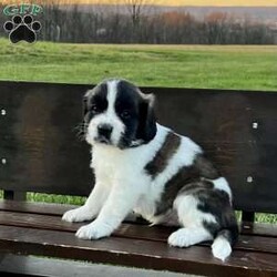 Cosmo (miniature)/Saint Bernard									Puppy/Male	/5 Weeks,A Miniature Saint Bernard expected to mature around 45 lbs. Both his parents are miniature saint bernards. His coloring will lighten as he gets older. Family raised with loving care. He will come with a 30 day health guarantee, a small bag of Nutri Source puppy food and will be vet health checked and up to date with vaccinations and dewormer. Contact Glen today! Sunday messages will be returned on Monday.