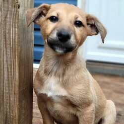 Adopt a dog:Benji/German Shepherd Dog/Female/Baby,Pal's Place rescue would love to introduce you to three of our newest and cutest rescues, a precious and lovable trio of Shepherd mix pups! These sweet babies are estimated to be about 3 months old and weigh between 13 to 16 pounds. Pal's Place rescued the little family from an open-intake shelter in Kentucky after flooding ravaged the area. An overcrowded, chaotic, stressful pound is no place for very young pups. We heard their story and brought these sweethearts up to a wonderful foster home in Chicago to await meeting their forever families. 
Their breed mix is unknown, but the puppies appear to be a mix of herding breeds. While we cannot say for sure what their breed mix is, we can say with 100% certainty they are the absolute best breed; rescued! Two males, Benji and Bosco, and one female, Bambi, are in the litter. All three littermates are curious, social, and affectionate dogs who will make phenomenal companions. We expect they will mature into medium to larger-sized dogs when fully grown. We also anticipate they will be energetic, intelligent dogs who will thrive in active households. Puppies are adorable and fun but require a tremendous amount of time, patience, and energy during their first year or so.
Puppies this age and size need potty breaks every 2-3 hours, along with lots and lots of playtime and attention throughout the day. They will do best in homes where someone is home more often than not and with families prepared to take on crate training, housebreaking, and basic obedience training. Please consider if you truly have time for a puppy before applying, and please consult with all family members in the home before applying. Benji and his littermates are spayed/neutered, up-to-date with age-appropriate vaccines, microchipped, and started on flea and heartworm prevention. Their adoption fee to the rescue is $475. These guys are being fostered on Chicago's north side and can be seen by appointment after an adoption application has been submitted and approved by the rescue. Unfortunately, we cannot place holds on our dogs for any reason once they are available for adoption. For more information or an adoption application, please email palsplace1@hotmail.com or visit http://palsplacerescue.org/adopt/  We do our best to respond to all inquiries within 24-48 hours. However, we are an all-volunteer organization and may not be able to respond for 3-5 days at times. If you are expecting a response from us, please check your spam/junk folders regularly, as our correspondence can sometimes end up in those folders. 

• Benji's adoption fee to the rescue is $475. He is neutered, microchipped, up-to-date with age-appropriate vaccines, and started on flea and heartworm prevention. Benji and his siblings can be visited by appointment once an adoption application is submitted and approved by the rescue. To complete an adoption application online, visit http://palsplacerescue.org/adopt/ or email Palsplace1@hotmail.com for an application or more information. We cannot place holds on our dogs for any reason. Please do not apply unless you are ready to welcome a new member into the home within three days of applying.

• Pal's Place adoption fees start at $475 for puppies and $375 for dogs aged six months or older. This fee helps to cover medical expenses needed to prepare dogs for adoption (vaccines, microchips, spay/neuter surgeries, etc.), feeding, transportation, and general care for the dogs. Pal's Place is 100% reliant on donations to care for our rescued dogs. 

• Please email Palsplace1@hotmail.com or visit our website, www.palsplacerescue.org, for an adoption application. Pal's Place is a volunteer-run organization. Please allow up to 48 hours for a response. Please also check your spam/junk folder when awaiting an answer; sometimes, replies and applications end up there!

• All our dogs are in foster homes and can be seen BY APPOINTMENT ONLY after an approved application is received. For more info, please email palsplace1@hotmail.com. Email is the preferred contact method and is the quickest way to receive a response. We cannot place holds on our dogs. Please do not contact us until you are prepared to adopt