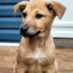 Adopt a dog:Benji/German Shepherd Dog/Female/Baby,Pal's Place rescue would love to introduce you to three of our newest and cutest rescues, a precious and lovable trio of Shepherd mix pups! These sweet babies are estimated to be about 3 months old and weigh between 13 to 16 pounds. Pal's Place rescued the little family from an open-intake shelter in Kentucky after flooding ravaged the area. An overcrowded, chaotic, stressful pound is no place for very young pups. We heard their story and brought these sweethearts up to a wonderful foster home in Chicago to await meeting their forever families. 
Their breed mix is unknown, but the puppies appear to be a mix of herding breeds. While we cannot say for sure what their breed mix is, we can say with 100% certainty they are the absolute best breed; rescued! Two males, Benji and Bosco, and one female, Bambi, are in the litter. All three littermates are curious, social, and affectionate dogs who will make phenomenal companions. We expect they will mature into medium to larger-sized dogs when fully grown. We also anticipate they will be energetic, intelligent dogs who will thrive in active households. Puppies are adorable and fun but require a tremendous amount of time, patience, and energy during their first year or so.
Puppies this age and size need potty breaks every 2-3 hours, along with lots and lots of playtime and attention throughout the day. They will do best in homes where someone is home more often than not and with families prepared to take on crate training, housebreaking, and basic obedience training. Please consider if you truly have time for a puppy before applying, and please consult with all family members in the home before applying. Benji and his littermates are spayed/neutered, up-to-date with age-appropriate vaccines, microchipped, and started on flea and heartworm prevention. Their adoption fee to the rescue is $475. These guys are being fostered on Chicago's north side and can be seen by appointment after an adoption application has been submitted and approved by the rescue. Unfortunately, we cannot place holds on our dogs for any reason once they are available for adoption. For more information or an adoption application, please email palsplace1@hotmail.com or visit http://palsplacerescue.org/adopt/  We do our best to respond to all inquiries within 24-48 hours. However, we are an all-volunteer organization and may not be able to respond for 3-5 days at times. If you are expecting a response from us, please check your spam/junk folders regularly, as our correspondence can sometimes end up in those folders. 

• Benji's adoption fee to the rescue is $475. He is neutered, microchipped, up-to-date with age-appropriate vaccines, and started on flea and heartworm prevention. Benji and his siblings can be visited by appointment once an adoption application is submitted and approved by the rescue. To complete an adoption application online, visit http://palsplacerescue.org/adopt/ or email Palsplace1@hotmail.com for an application or more information. We cannot place holds on our dogs for any reason. Please do not apply unless you are ready to welcome a new member into the home within three days of applying.

• Pal's Place adoption fees start at $475 for puppies and $375 for dogs aged six months or older. This fee helps to cover medical expenses needed to prepare dogs for adoption (vaccines, microchips, spay/neuter surgeries, etc.), feeding, transportation, and general care for the dogs. Pal's Place is 100% reliant on donations to care for our rescued dogs. 

• Please email Palsplace1@hotmail.com or visit our website, www.palsplacerescue.org, for an adoption application. Pal's Place is a volunteer-run organization. Please allow up to 48 hours for a response. Please also check your spam/junk folder when awaiting an answer; sometimes, replies and applications end up there!

• All our dogs are in foster homes and can be seen BY APPOINTMENT ONLY after an approved application is received. For more info, please email palsplace1@hotmail.com. Email is the preferred contact method and is the quickest way to receive a response. We cannot place holds on our dogs. Please do not contact us until you are prepared to adopt