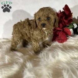 Princess/Cavapoo									Puppy/Female	/10 Weeks,Here is Princess!  Family raised and socialized.  She has been raised in our home with lots of love.  Our pups are vet checked, wormed, and up to date with shots.  She will steal your heart!  Call today 