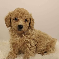 Ivy Akc/Toy Poodle									Puppy/Female	/7 Weeks,Hello I am Ivy I am the sweetest toy poodle puppy. I would love to fill your home with lots of love and cuddles. The miller kids currently love playing and cuddling with me, I get lots of attention to ensure that once I am at my new home I will fit right in and bring smiles to everyone. I am a great addition to any family especially those with allergies since I am hypoallergenic. 