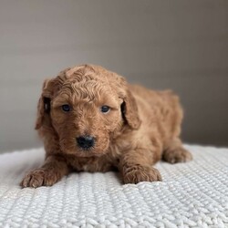 Maisie/Mini Goldendoodle									Puppy/Female	/5 Weeks,Maisie is our beautiful F1B hypoallergenic goldendoodle, her mother is Daisie a goldendoodle and Father is Brody a moyen poodle. Maisie is such a sweet girl! 