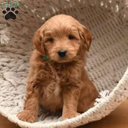 Blake/Mini Goldendoodle									Puppy/Male	/8 Weeks,To contact the breeder about this puppy, click on the “View Breeder Info” tab above.