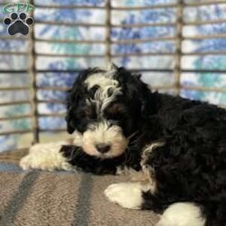 Clifford/Mini Bernedoodle									Puppy/Male	/8 Weeks,Clifford is a one of a kind puppy! Super chill and very cuddly. His temperament is really sweet! 