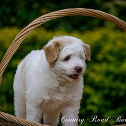 Mini Bordoodle Puppy READY TO GO! /Border Collie//Younger Than Six Months,***One Apricot Parti Female left***This little girl is an absolute sweetheart. She loves people and can never get enough cuddles.She is readvertised due to new owners unforseen circumstances and is the last available pup from our gorgeous Bordoodle litter.Parents have both been DNA tested (Full Breed Profile with Orivet) to ensure our pups wont be affected by tested genetic disorders common in both breeds.Mother is a small Border Collie at 15kg. She is a very smart loyal and kind natured girl.Sire is a gorgeous Chocolate and White Parti Poodle 6.5kg.Our puppies are brought up in the family home with lots of love and play. Once they are old enough to go outside they have plenty of room to run and explore. There is lots to encounter horses, cows, birds, cats, other dogs, tractors and children.Puppies will be:-Microchipped-Vaccinated-Wormed at 2,4,6 and 8 weeksThey Come with a puppy pack containing-Folder with general puppy information-Microchip and Vaccination details-Dates to remember-Blanket carrying scent of mother and litter mates to help with initial separation.-Black Hawk sample pack for pups picked up in person or by road transport.Ready for her new home January 8th$3500More photos of her and her parents availableShould mature between 9 and 15kg larger than a cavoodle moodle mini spoodle smaller than a labradoodle groodle sheepadoodle standard bordoodle or ausiedoodleWe can help organise road transport or Flights at buyers expense.Pups can be picked up from our property near Lismore NSWFollow our instagram for updates @countryroadbordoodles or facebook group https://www.facebook.com/groups/1173467906737367/RPBA 4196NSW Breeder Identification Number B000613960$3500Video https://youtu.be/N23MBlvQwDQ