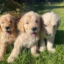 DNA cleared groodle puppies (golden retriever x medium poodle)///Younger Than Six Months,Hi we have 3 pups available8 weeks old now2 females 1 malePuppies are microchipped,vaccinated,wormed and vet checkedThey are now ready for their forever homesExpected to grow to be medium sized around 20kgBoth parents DNA results paperwork includedPerfect for families or companion dogThey have been grown up around and have socialised with children and catsMicrochip numbers:953628118474829536281184748195362811847487Registered with ncpi:8742904