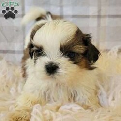 Owen/Shih Tzu									Puppy/Male	/5 Weeks,To contact the breeder about this puppy, click on the “View Breeder Info” tab above.