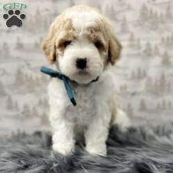 Audie/Cavapoo									Puppy/Male	/6 Weeks,Meet Audie, he is a sweet and cuddly f1b cavapoo puppy looking for his forever home. He is up to date on all his vaccines and dewormers and has been vet checked he also comes with a 1 year genetic health guarantee. He is an f1b meaning he is 75% poodle and 25% cavalier. For more info contact me today!