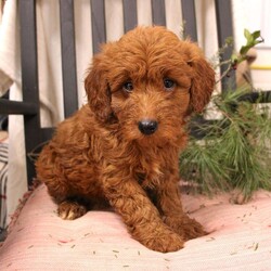 Tucker/Mini Goldendoodle									Puppy/Male	/8 Weeks,Here comes a beautiful red F1b Mini Goldendoodle puppy with a heart of gold and a wagging tail! This angelic pup is up to date on shots and dewormer and vet checked. The breeder offers a health guarantee as well. If you are interested in learning more about this puppy contact the breeder for more information today! 