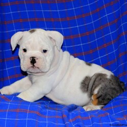 Pearl/English Bulldog									Puppy/Female	/8 Weeks,This beautiful English Bulldog puppy is being raised by the Tracey family with lots of love and care. Pearl is an expressive and sturdy framed pooch who can be registered with the AKC. She comes home vet checked and up to date on shots and de-wormer, plus the breeders are providing a health guarantee and an extended genetic health guarantee for this cutie. To welcome Pearl into your heart and home, please call Frank and Betty Ann today!