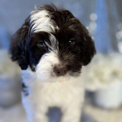 Godiva/Portuguese Water Dog									Puppy/Female	/11 Weeks,Meet Godiva ! This beautiful chocolate and white female baby is ready for your love.  Home raised and spoiled.  She is everything you would want in a pup.  She has been vet checked, wormed, and is up to date with shots.   Call today 