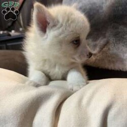 Todd/Pomsky									Puppy/Male	/8 Weeks,Todd is a miniature pomsky. He has been vet checked and has had his first shots. Todd will bring lots of kisses and love into your home. 