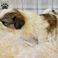 Owen/Shih Tzu									Puppy/Male	/5 Weeks,To contact the breeder about this puppy, click on the “View Breeder Info” tab above.