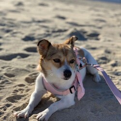 Adopt a dog:Solmi/Jindo/Female/Young,(Please send an email to info@kpupsforlove.org for any questions or further process.)

We have the perfect Jindo mix doggo for you! Solmi is our calm and gentle girlie who loves belly rubs and affection! She is introverted so shy when she first meets people or other dogs. But she is happy to be around people, kids and dogs soon as long as they are not aggressive towards her. She is scared where the people or dogs are crowded. She is house-trained and loves to sleep in a cozy place.
She has two bold spots on her back.


More about Solmi:
2 year old
12 lbs
Female
Good with kids
Good with dogs
(scared of aggressive dogs and kids)
Unknown with cats

Apply for this sweet Solmi now!