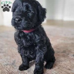 Olive/Portuguese Water Dog									Puppy/Female	/7 Weeks,Sweet personality. Raised in our home with our family. Parents had genetic testing done and have had hips evaluated with good results.