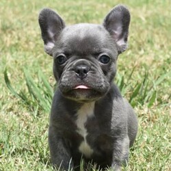 French Bulldog Puppies /French Bulldog//Younger Than Six Months,FULLY HEALTH TESTED PARENTS - Please read add for detailsReady 4th February - 8 weeks old.We have some beautiful blue babies looking for their forever homes from our Paddington Bear 