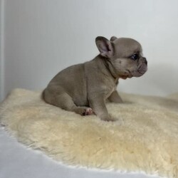 FRENCH BULLDOGS / Testable carriers ///Younger Than Six Months,