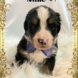 Rudy/Bernese Mountain Dog									Puppy/Male	/5 Weeks,MEET Rudy!  This Bernese puppy is full of personality and such a lover boy!  He loves to share his puppy kisses with everyone!  He is family raised, well socialized, and can be registered with the AKC.  This furry fella will be health checked by a vet and is up to date on shots and wormer.  His Dew Claws have been removed.  The breeder provides a one year Genetic Health Guarantee.  Champion Bloodlines on both sides.  Make some memories in your family with sweet Rudy.  Check him out at www.hilltopheritagemtndogs.com
