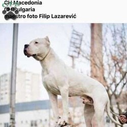 Tego/Dogo Argentino									Puppy/Male	/6 Weeks,Tego is a beautiful and confident pup with a solid structure and temperament out of working bloodline Dogo Argentinos.