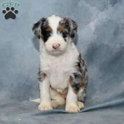 Florence/Mini Bernedoodle									Puppy/Female	/6 Weeks,To contact the breeder about this puppy, click on the “View Breeder Info” tab above.