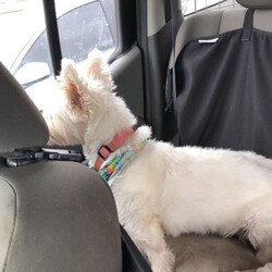 Adopt a dog:GRACE/West Highland White Terrier / Westie/Female/Senior,Please NOTE: We DO NOT adopt dogs to homes farther than a 1 hour drive from Largo, FL. 

Thank you***
https://www.pawliferescuegroup.org/adoption-application

Grace is a 14 year old Westie who is nearly deaf. She will need a loving home who understands the challenges of owning a senior pup. Her dad is in the hospital and will not be able to care for her due to his health. She has never been alone so will need someone who will mostly be home with her.  She is good with other dogs.  Needs frequent potty break and will need to be on special diet food for some stomach issues she has on occasion. Looking for her last forever/fospice home. Grace is a total love and very sweet.  She deserves a loving home for the rest of her life.?

https://www.pawliferescuegroup.org/adoption-application

As we are a small rescue, at this time, we can only take inquiries from Pinellas County Residents.

Please only send inquires to the email in this bio (pawliferescuegroup@gmail.com) all others will not be answered. Please read the bio before sending questions - we answer all we know about the dog/cat here. When filling out an adoption application, please make sure to answer ALL questions and not leave anything blank as this will delay the process of your application. 

Please visit our website for more information on the adoption process.

Located in Pinellas County, Florida.