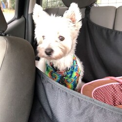 Adopt a dog:GRACE/West Highland White Terrier / Westie/Female/Senior,Please NOTE: We DO NOT adopt dogs to homes farther than a 1 hour drive from Largo, FL. 

Thank you***
https://www.pawliferescuegroup.org/adoption-application

Grace is a 14 year old Westie who is nearly deaf. She will need a loving home who understands the challenges of owning a senior pup. Her dad is in the hospital and will not be able to care for her due to his health. She has never been alone so will need someone who will mostly be home with her.  She is good with other dogs.  Needs frequent potty break and will need to be on special diet food for some stomach issues she has on occasion. Looking for her last forever/fospice home. Grace is a total love and very sweet.  She deserves a loving home for the rest of her life.?

https://www.pawliferescuegroup.org/adoption-application

As we are a small rescue, at this time, we can only take inquiries from Pinellas County Residents.

Please only send inquires to the email in this bio (pawliferescuegroup@gmail.com) all others will not be answered. Please read the bio before sending questions - we answer all we know about the dog/cat here. When filling out an adoption application, please make sure to answer ALL questions and not leave anything blank as this will delay the process of your application. 

Please visit our website for more information on the adoption process.

Located in Pinellas County, Florida.