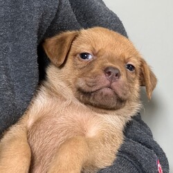 Adopt a dog:Caramel - Runt/Vizsla/Male/Baby,Meet Caramel!  This handsome boy is the runt of the litter.  Don’t let his small size fool you, he has all the personality of his much larger siblings. 

Caramel is one of Lola’s babies.  Lola came to us from a high kill shelter after both she and her sister were surrendered pregnant at Christmas time.  

Our vet believes that Lola mom is a Vizsla mix.  We also see Weimaraner and Labrador in this litter.

Date of Birth:  December 30, 2022

All of Lola’s puppies are friendly, happy, and outgoing.  

All of the babies are up to date on age appropriate vet care and have been examined by our local veterinary.  All of the puppies have a clean bill of health.

If you are interested in meeting any of Lola’s puppies, the first step is to complete an application at our website, www.helporphanpuppies.org. Please note that our adoption requirements are noted on our website.

Help Orphan Puppies is registered with the New York State Department of Agriculture and our registration number is RR047.