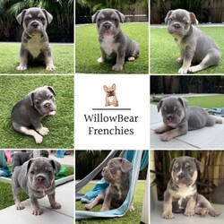 Adopt a dog:French Bulldog Puppies - Lilac & Tan - Purebred - WillowBear Frenchies/French Bulldog//Younger Than Six Months,If health, structure, temperament, and personality are important to you… and you want a puppy that was raised with 24/7 love, care, and attention… from a breeder that will be by your side 24/7/365 for life… then please do not hesitate to call us on ******** 525 REVEAL_DETAILS WillowBear Frenchies is a highly reputable, and extremely experienced breeder of high quality, Purebred French Bulldogs Puppies. Our puppies are bred and raised for their forever homes to the absolute highest of standards.We pride ourselves on our breeding program, knowledge, and experience of French Bulldogs, and all the technology, products, and equipment we use… which has proven over the years to raise very healthy, happy, confident, bouncy, loving, funny, and extremely well-balanced, perfect little puppies.For genuine ‘Pet Only’ forever homes.We offer a very genuine lifetime support program… which means we are only ever just a quick call, or sms away - 24/7/365 - for life.We are always happy to assist with any mentoring, training, hints, tips, or questions at all that you might have about the breed.And we are by your side for any kind of advice, emergency situation, or assistance at all that we can ever offer…Including ‘Sitting Services’, for short or long term stays.All of our puppies are DNA clear due to their parents lineage.They will be Vaccinated.Microchipped.Have been wormed every 2 weeks since birth.Have had Comprehensive Veterinarian Health Checks.And have been raised on a very strict schedule, for their overall development, and well-being.They are weaned onto a super premium diet… which includes a mix of fresh and raw meats, which helps to boost immune system function, and skin health in adulthood.They also come with a puppy pack, containing everything you will need for their first few weeks at home with you.Our puppies are ‘covered’ by a Comprehensive Pet Insurance Policy - Where the first 6 weeks from theday you take them home with you is included.Our puppies are raised inside our home, and monitored around the clock.They have access to our patio and backyard, and begin toilet training at only 6 weeks of age.They have been socialised with people of all ages, dogs and cats of all ages and sizes, and have received lots of affection, and individual one on one attention since birth.If you are looking for more than ‘just a puppy’… but a lifetime companion, a family member, or a best friend?We would love to do an introductory FaceTime call with you…(This call is lots of fun, super cute, informative, and should be done with any breeder you are considering… so you know exactly how and where your puppy was raised)During this call you get to meet us, and the entire WillowBear Frenchies crew/‘pack’ that helped to raise your puppy, and we give you a very thorough rundown of exactly how, and where your puppy was, and is still being raised for you.The first few weeks of a newborn puppies life… a rapidly growing and developing little puppy… is absolutely crucial to their health, their temperament, their structure , their personality, and so much more.We take some time on this call to run you through all of our paperwork, all of the products we use, all of the technology and equipment we own and use every day… and show you our experience first hand… and obviously… so you are able to meet the puppies, and their parents, in live time… which is rare, and very special.We welcome any and all questions you have on this call.We welcome in-home visits here in our home… once puppies have had their first vaccinations at 6 weeks of age.We sms daily pictures, videos, and any updates until your puppy is ready to go home with you.From this ‘Charlotte’s Web’ themed litter… puppies still looking for their forever homes at this stage are:Charlotte - FemaleAvery - MaleFern - Has found her forever homeHenry - Has found his forever homeCall or sms is welcomed from 6am - Midnight on:******** 525 REVEAL_DETAILS Paul and MandyMobile: ******** 525 REVEAL_DETAILS Facebook: WillowBear FrenchiesEmail: wel******@******com REVEAL_DETAILS Master Dog Breeders and AssociatesMDBA: 19910Kennel Prefix: WillowbearBreeder Identification Number: BIN0007633312847(Please contact the MDBA by email:inf******@******.au REVEAL_DETAILS to verify our membership)