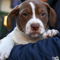 Adopt a dog:Wisteria/Beagle/Female/Baby,Please contact Melissa A Aten (melissaa@luckydoganimalrescue.org) for more information about this pet.sweet pup ISO family! WISTERIA NEEDS A FOREVER HOME!!!!

Name: Wisteria Best Guess for Breed: Beagle/Shepherd Mix

Best Guess for Age: 6 weeks as of 3/2 SEX: Female

Estimated Weight (puppies' weights change quickly!): 6.6 lbs as of 3/2

Gets Along With: Most puppies are in the prime of their socialization window and will do well with other dogs, cats and kids so long as they receive patience and proper training.

Currently Living at: DC area foster home

Special Adoption Considerations: Puppies under 6 months of age need to have multiple potty breaks/exercise throughout the day. Potential adopters with a standard 8-hour workday must be willing to make arrangements to meet the needs of their puppy.

Additionally, this puppy will not be available for adoption until March 6, when he reaches 7 weeks old.
Wisteria is Looking For: Hiya! I'm Wisteria. Me and my siblings (William, Wicker, Webster, and Wookie) have enjoyed hanging out together with our mama Willow, but we are ready to put our brave puppy pants on and find our very own forever homes! I'd like to find a home that will keep me filled with love, treats, and the sweet afterglow of lots of belly rubs. Once I'm older, I'll need to go on lots of walks to exercise my sniffer, and I'd love the opportunity to play with other pups regularly. But, for now, I'd just like some treats and belly rubs. What do you say? Do you have lots of puppy treats to share with me?

What My Foster Says About Me: Coming soon!
Puppy Vetting Requirements: Lucky Puppies have had their age appropriate vaccines, but may not yet be 