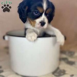 Royal/Cavalier King Charles Spaniel									Puppy/Male	/9 Weeks,Meet Royal!! He is such an energetic little guy, and you can’t help but chuckle when you watch him play and interact with his siblings, he is little but mighty!! We feed good quality Purina food. Start on an ENS program on day 3 and move on to a 10 step handling program on day 14 to get the pups the best possible start in life . He will come up to date on all vaccines , deworming and vet checked from head to tail. Call or text Ruby @ # if you are interested in adding this little guy to your family.