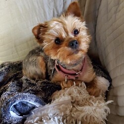 Adopt a dog:Emmie/Yorkshire Terrier/Female/Adult,(YOU MUST BE WITHIN A TWO HOUR DRIVE OF GRANTVILLE PA TO BE CONSIDERED FOR AN ADOPTER.)Posted 3/6/23 Emmie was pulled from a Amish mill they no longer wanted to breed her. She is about 5 years old and very sweet although likes to nibble to play. We are not placing her with children because of the nibbling and needs to be watched because she is not totally housetrained. She does like to be held and crates well. She isn't the best at the groomers so you need to make sure your groomer is understanding. She has has a dental as well as the following items , her adoption fee is $400. PLEASE KNOW THIS BREED!!!! All the dogs are Spayed or Neutered, Heartworm/Lyme tested, UTD on vaccines, microchipped, dewormed, treated for fleas and overall Vet checked. We offer a 30 day money back guarantee along with an adoption kit . Application REQUIRED. Adoption fee required. If interested contact Denise @ (717) 469-7325 Email: Doggieden@aol.com
The FIRST STEP to be considered for adopting a pet is to fill out the adoption application COMPLETELY . OR thedogsden.rescuegroups.org Click on Adoption at left margin of page