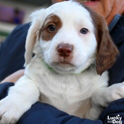 Adopt a dog:Wicker/Beagle/Male/Baby,Please contact Melissa A Aten (melissaa@luckydoganimalrescue.org) for more information about this pet.sweet pup ISO family! WICKER NEEDS A FOREVER HOME!!!!

Name: Wicker Best Guess for Breed: Beagle/Shepherd Mix

Best Guess for Age: 6 weeks as of 3/2 SEX: Male

Estimated Weight (puppies' weights change quickly!): 6.4 lbs as of 3/2

Gets Along With: Most puppies are in the prime of their socialization window and will do well with other dogs, cats and kids so long as they receive patience and proper training.

Currently Living at: DC area foster home

Special Adoption Considerations: Puppies under 6 months of age need to have multiple potty breaks/exercise throughout the day. Potential adopters with a standard 8-hour workday must be willing to make arrangements to meet the needs of their puppy.

Additionally, this puppy will not be available for adoption until March 6, when he reaches 7 weeks old.
Wicker is Looking For: Hiya! I'm Wicker. Me and my siblings (Wisteria, Wookie, William, and Webster) have enjoyed hanging out together with our mama Willow, but we are ready to put our brave puppy pants on and find our very own forever homes! I'd like to find a home that will keep me filled with love, treats, and the sweet afterglow of lots of belly rubs. Once I'm older, I'll need to go on lots of walks to exercise my sniffer, and I'd love the opportunity to play with other pups regularly. But, for now, I'd just like some treats and belly rubs. What do you say? Do you have lots of puppy treats to share with me?

What My Foster Says About Me: Coming soon!
Puppy Vetting Requirements: Lucky Puppies have had their age appropriate vaccines, but may not yet be 