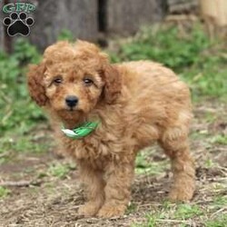 Freddie/Miniature Poodle									Puppy/Male	/9 Weeks,Here comes Freddie, an adorable Mini Poodle puppy ready to give you lots of puppy kisses! This playful pup is vet checked, up to date on shots and wormer, plus comes with a health guarantee provided by the breeder. Freddie is family raised with children and would make the best addition to anyone’s family. Please contact Benuel and Rachel today to find out more about this sweet pup!
