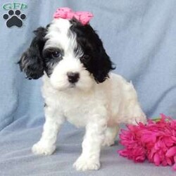 Zoe (F1b)/Cockapoo									Puppy/Female	/9 Weeks,Prepare to fall in love!!! My name is Zoe and I’m the sweetest little F1b cockapoo looking for my furever home! One look into my warm, loving eyes and at my silky soft coat and I’ll be sure to have captured your heart already! I’m very happy, playful and very kid friendly and I would love to fill your home with all my puppy love!! I am full of personality, I give amazing puppy kisses and I am ready for adventures! I stand out above the rest with my beautiful, highlighted apricot and white colored coat !!…  I have been vet checked and I am up to date on all vaccinations and dewormings . I come with a 1 year guarantee with the option of extending it to a 3 year guarantee and  shipping is available! My mother is cockapoo weighing 14# with a heart of gold and my father is Zeke , a 10# mini poodle and he has been genetically tested clear!!  I will grow to approx  11-13# and I will be hypoallergenic and nonshedding!!… Why wait when you know I’m the one for you? Call or text Martha to make me the newest addition to your family and get ready to spend a lifetime of tail wagging fun with me!   (7% sales tax on in home pickups)