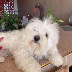 Adopt a dog:Chika/Maltipoo/Female/Young,* *—OUT OF TOWN PET —**
FOSTERED IN HOUSTON TEXAS AND READY TO TRAVEL TO THE EAST COAST ON OUR CROSS COUNTRY TRIP 
JAN-FEB/2023
¡IF ADOPTED ! —**

CHIKA
FEMALE
 MIX OF MALTIPOO
AGE APROX 1.5 years
WEIGHT APROX 12 lbs. 


CHIKA was rescued in Matamoros Mexico. 
She was wandering on the streets with her baby Yola.  

They were reported in a very bad condition of scabies, dehydrated and malnourished.  They looked like dirty mops !!!

She is playful, loves to be caressed, very loving, enjoys playing with toys, joyful, is intelligent, sweet, mellow, curious, loves hugs and kisses !!




Spay/Neuter 
2 shots of DHPPI Vaccine
Rabies Vaccine 
Bordetella Vaccine 
Dewormed 
Heartworm test Negative Certificate 
Monthly Preventive Protection Nexgard Spectra (fleas, ticks and heartworm)
Health Certificate 
Vaccines booklet 



—**ADOPTION PREFERENCES **—


* FAMILIES WITH OPEN CONSCIENCE ABOUT WHAT IS THE RESCUE OF STREET ANIMALS AND THEIR BEHAVIORS OF NEED FOR PROTECTION AND EDUCATION

* * *WITH EXPERIENCE IN DOG BEHAVIOR AND TRAINIG BACKGROUND. 

*HIGH TOLERANCE AND PATIENCE FOR RESCUED PUPPIES. 



+*“ NOT HOUSE TRAINED “**. 

**Our big job with rescued pets is to rehab their health, taking them to the vet as many times is require for their vaccines, spay/neuter, surgery, diseases, rehab emotions, attend their necessities such as feeding them, cleaning their common areas, keeping them entertained, safe, healthy and protecting them from any dangerous situation. We have so many pets in foster that it is an impossible job to house-train each one !!!**



——— A D O P T I O N   P R O T O C O L

  1.) Complete our online application Please be as thorough as possible. Our goal is to pair you up with the perfect dog for your lifestyle and family dynamic. The more pertinent information you give us the better we can do this.
 

https://form.jotform.com/210878227621861

 
2.) Phone / Email interview
After we have either approved your application, or if we have more questions to ensure a perfect match, we will schedule a brief phone / email interview when everyone in the potential adoptive household is able to attend. This will be conducted by a ADAC team member and can include the foster of the dog as well.

3.) Home check
A member of the ADAC team will visit you in your home or virtually to ensure it is the best fit for the dog you are interested in adopting.

4.) Meet n greet
A member of the ADAC team will organize with you and with your prospective pup and the foster home, a virtual meet n greet This video call is for you to meet the pet and for us to make a visual check of your home and meet all your members of your family. Sometimes we also send a volunteer to do a home check in person.

5.) Trial adoption period
If, after the meet n greet, the potential adopter and the ADAC team member agree this is a good fit, we will send you an adoption contract. Each dog will have different needs and different trial timelines. During this phase communication with the ADAC team is imperative. You will be given thorough instructions on how to decompress and integrate this particular dog to your home. If you follow all instructions and communicate any issues to the ADAC team and it does not work out your adoption fee will be refunded, minus any non refundable transport fees (if applicable) and the dog will be returned to a foster home.


THE ADOPTION FEE WILL BE FINALIZED PRIOR TO TRANSPORT WHICH INCLUDES:

*SPAY/NEUTERED 
*COMPLETE VACCINATION 
DHPPI, RABIES, BORDETELLA 
*DEWORMING
*ONE MONTH PREVENTIVE ANTI TICK, FLEAS, HEARTWORM TREATMENT (NEXGARD)
*HEALTH CERTIFICATE 


-TRANSPORT FEE  $400.00 the service will be given by a transport company) WILL BE PAID BY ADOPTER PRIOR TO DEPARTURE OF THE PET.
 SALTILLO-EAST COAST DELIVERING ON THE HOME ADDRESS OF ADOPTER. 

PLEASE UNDERSTAND THAT OUR RESCUED PETS ARE THE MOST IMPORTANT TO US.  THEY ARE ANIMALS THAT ARE SINTIENT BEINGS WHO HAVE BEEN RESCUED FROM SITUATIONS OF SEVERE ABUSE, AND ABANDONMENT.  WE INVEST TIME, MONEY, A LOT OF EFFORT AND EMOTIONAL STRESS FOR THEIR PHYSICAL AND EMOTIONAL REHABILITATION, WHICH WE DO NOT MAKE ANY MONETARY CHARGE FOR THAT SOCIAL WORK. 
BECAUSE OF THAT WE TRIED TO DO AN EXHAUSTIVE INVESTIGATION OF THE POSSIBLE NEW FAMILIES OF OUR BELOVED RESCUES.


¡ Doing the Right Things to Find the Right Family !

Every animal we rescue deserves a loving, safe, forever home. It’s a responsibility we take very seriously at ADAC. We are grateful to receive messages from individuals interested in adopting one of our cats or dogs, but we must take certain steps to ensure their safety, as best we can.

Every potential adopter must fill out an application and answer questions that help determine their suitability. Many of our enquiries come from outside of Mexico and we are unable to conduct a home visit. Therefore, we ask for photos of the residence as part of our due diligence. For example, if the dog in question is an escape artist, we would need to know if the yard is fenced, if you have enough space for a pet, if the conditions of the home is suitable for a pet,  and a photo/video would assure us of this.

We would like to continue with the adoption protocol, for this we need to receive photos or video of your home to confirm that it is a safe and suitable place for the pet.

This information we obtain from potential adopters is shared only with members of the adoption team involved in the application. Our database is only accessible by select ADAC members, and we never share any personal information with any other organization or business.

If you are not willing to share the information we need to finalize an adoption, we invite you to explore other organizations. These animals are our family and we need to know they will be cared for as such.

We are proud to have connected many beautiful animals into loving homes. You can search in our pages on Facebook, Instagram and our Website for many examples. 


IMPORTANT NOTE: Many of our dogs will receive numerous applications, and we ask for your patience during the process of finding the very best match. 

Our dogs are fostered in Texas or Saltillo Mexico, but available for adoption in various cities/states. 

For more information about our association please access our website at:
https://www.adacmx.com/index.html


https://www.facebook.com/almaibeth.salinas
adacanimalista@gmail.com
www.adacmx.com
https://www.facebook.com/ADACSALTILLO/
ADAC-MEXICO
https://maps.app.goo.gl/cwdNtEAC1LRd8SJw8?g_st=ic
Twitter:  @AdacAnimalista1
Instagram:   ac_adac