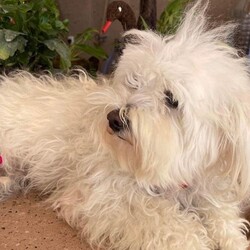 Adopt a dog:Chika/Maltipoo/Female/Young,* *—OUT OF TOWN PET —**
FOSTERED IN HOUSTON TEXAS AND READY TO TRAVEL TO THE EAST COAST ON OUR CROSS COUNTRY TRIP 
JAN-FEB/2023
¡IF ADOPTED ! —**

CHIKA
FEMALE
 MIX OF MALTIPOO
AGE APROX 1.5 years
WEIGHT APROX 12 lbs. 


CHIKA was rescued in Matamoros Mexico. 
She was wandering on the streets with her baby Yola.  

They were reported in a very bad condition of scabies, dehydrated and malnourished.  They looked like dirty mops !!!

She is playful, loves to be caressed, very loving, enjoys playing with toys, joyful, is intelligent, sweet, mellow, curious, loves hugs and kisses !!




Spay/Neuter 
2 shots of DHPPI Vaccine
Rabies Vaccine 
Bordetella Vaccine 
Dewormed 
Heartworm test Negative Certificate 
Monthly Preventive Protection Nexgard Spectra (fleas, ticks and heartworm)
Health Certificate 
Vaccines booklet 



—**ADOPTION PREFERENCES **—


* FAMILIES WITH OPEN CONSCIENCE ABOUT WHAT IS THE RESCUE OF STREET ANIMALS AND THEIR BEHAVIORS OF NEED FOR PROTECTION AND EDUCATION

* * *WITH EXPERIENCE IN DOG BEHAVIOR AND TRAINIG BACKGROUND. 

*HIGH TOLERANCE AND PATIENCE FOR RESCUED PUPPIES. 



+*“ NOT HOUSE TRAINED “**. 

**Our big job with rescued pets is to rehab their health, taking them to the vet as many times is require for their vaccines, spay/neuter, surgery, diseases, rehab emotions, attend their necessities such as feeding them, cleaning their common areas, keeping them entertained, safe, healthy and protecting them from any dangerous situation. We have so many pets in foster that it is an impossible job to house-train each one !!!**



——— A D O P T I O N   P R O T O C O L

  1.) Complete our online application Please be as thorough as possible. Our goal is to pair you up with the perfect dog for your lifestyle and family dynamic. The more pertinent information you give us the better we can do this.
 

https://form.jotform.com/210878227621861

 
2.) Phone / Email interview
After we have either approved your application, or if we have more questions to ensure a perfect match, we will schedule a brief phone / email interview when everyone in the potential adoptive household is able to attend. This will be conducted by a ADAC team member and can include the foster of the dog as well.

3.) Home check
A member of the ADAC team will visit you in your home or virtually to ensure it is the best fit for the dog you are interested in adopting.

4.) Meet n greet
A member of the ADAC team will organize with you and with your prospective pup and the foster home, a virtual meet n greet This video call is for you to meet the pet and for us to make a visual check of your home and meet all your members of your family. Sometimes we also send a volunteer to do a home check in person.

5.) Trial adoption period
If, after the meet n greet, the potential adopter and the ADAC team member agree this is a good fit, we will send you an adoption contract. Each dog will have different needs and different trial timelines. During this phase communication with the ADAC team is imperative. You will be given thorough instructions on how to decompress and integrate this particular dog to your home. If you follow all instructions and communicate any issues to the ADAC team and it does not work out your adoption fee will be refunded, minus any non refundable transport fees (if applicable) and the dog will be returned to a foster home.


THE ADOPTION FEE WILL BE FINALIZED PRIOR TO TRANSPORT WHICH INCLUDES:

*SPAY/NEUTERED 
*COMPLETE VACCINATION 
DHPPI, RABIES, BORDETELLA 
*DEWORMING
*ONE MONTH PREVENTIVE ANTI TICK, FLEAS, HEARTWORM TREATMENT (NEXGARD)
*HEALTH CERTIFICATE 


-TRANSPORT FEE  $400.00 the service will be given by a transport company) WILL BE PAID BY ADOPTER PRIOR TO DEPARTURE OF THE PET.
 SALTILLO-EAST COAST DELIVERING ON THE HOME ADDRESS OF ADOPTER. 

PLEASE UNDERSTAND THAT OUR RESCUED PETS ARE THE MOST IMPORTANT TO US.  THEY ARE ANIMALS THAT ARE SINTIENT BEINGS WHO HAVE BEEN RESCUED FROM SITUATIONS OF SEVERE ABUSE, AND ABANDONMENT.  WE INVEST TIME, MONEY, A LOT OF EFFORT AND EMOTIONAL STRESS FOR THEIR PHYSICAL AND EMOTIONAL REHABILITATION, WHICH WE DO NOT MAKE ANY MONETARY CHARGE FOR THAT SOCIAL WORK. 
BECAUSE OF THAT WE TRIED TO DO AN EXHAUSTIVE INVESTIGATION OF THE POSSIBLE NEW FAMILIES OF OUR BELOVED RESCUES.


¡ Doing the Right Things to Find the Right Family !

Every animal we rescue deserves a loving, safe, forever home. It’s a responsibility we take very seriously at ADAC. We are grateful to receive messages from individuals interested in adopting one of our cats or dogs, but we must take certain steps to ensure their safety, as best we can.

Every potential adopter must fill out an application and answer questions that help determine their suitability. Many of our enquiries come from outside of Mexico and we are unable to conduct a home visit. Therefore, we ask for photos of the residence as part of our due diligence. For example, if the dog in question is an escape artist, we would need to know if the yard is fenced, if you have enough space for a pet, if the conditions of the home is suitable for a pet,  and a photo/video would assure us of this.

We would like to continue with the adoption protocol, for this we need to receive photos or video of your home to confirm that it is a safe and suitable place for the pet.

This information we obtain from potential adopters is shared only with members of the adoption team involved in the application. Our database is only accessible by select ADAC members, and we never share any personal information with any other organization or business.

If you are not willing to share the information we need to finalize an adoption, we invite you to explore other organizations. These animals are our family and we need to know they will be cared for as such.

We are proud to have connected many beautiful animals into loving homes. You can search in our pages on Facebook, Instagram and our Website for many examples. 


IMPORTANT NOTE: Many of our dogs will receive numerous applications, and we ask for your patience during the process of finding the very best match. 

Our dogs are fostered in Texas or Saltillo Mexico, but available for adoption in various cities/states. 

For more information about our association please access our website at:
https://www.adacmx.com/index.html


https://www.facebook.com/almaibeth.salinas
adacanimalista@gmail.com
www.adacmx.com
https://www.facebook.com/ADACSALTILLO/
ADAC-MEXICO
https://maps.app.goo.gl/cwdNtEAC1LRd8SJw8?g_st=ic
Twitter:  @AdacAnimalista1
Instagram:   ac_adac