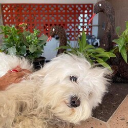 Adopt a dog:Chika/Maltipoo/Female/Young,* *—OUT OF TOWN PET —**
FOSTERED IN HOUSTON TEXAS AND READY TO TRAVEL TO THE EAST COAST ON OUR CROSS COUNTRY TRIP 
JAN-FEB/2023
¡IF ADOPTED ! —**

CHIKA
FEMALE
 MIX OF MALTIPOO
AGE APROX 1.5 years
WEIGHT APROX 12 lbs. 


CHIKA was rescued in Matamoros Mexico. 
She was wandering on the streets with her baby Yola.  

They were reported in a very bad condition of scabies, dehydrated and malnourished.  They looked like dirty mops !!!

She is playful, loves to be caressed, very loving, enjoys playing with toys, joyful, is intelligent, sweet, mellow, curious, loves hugs and kisses !!




Spay/Neuter 
2 shots of DHPPI Vaccine
Rabies Vaccine 
Bordetella Vaccine 
Dewormed 
Heartworm test Negative Certificate 
Monthly Preventive Protection Nexgard Spectra (fleas, ticks and heartworm)
Health Certificate 
Vaccines booklet 



—**ADOPTION PREFERENCES **—


* FAMILIES WITH OPEN CONSCIENCE ABOUT WHAT IS THE RESCUE OF STREET ANIMALS AND THEIR BEHAVIORS OF NEED FOR PROTECTION AND EDUCATION

* * *WITH EXPERIENCE IN DOG BEHAVIOR AND TRAINIG BACKGROUND. 

*HIGH TOLERANCE AND PATIENCE FOR RESCUED PUPPIES. 



+*“ NOT HOUSE TRAINED “**. 

**Our big job with rescued pets is to rehab their health, taking them to the vet as many times is require for their vaccines, spay/neuter, surgery, diseases, rehab emotions, attend their necessities such as feeding them, cleaning their common areas, keeping them entertained, safe, healthy and protecting them from any dangerous situation. We have so many pets in foster that it is an impossible job to house-train each one !!!**



——— A D O P T I O N   P R O T O C O L

  1.) Complete our online application Please be as thorough as possible. Our goal is to pair you up with the perfect dog for your lifestyle and family dynamic. The more pertinent information you give us the better we can do this.
 

https://form.jotform.com/210878227621861

 
2.) Phone / Email interview
After we have either approved your application, or if we have more questions to ensure a perfect match, we will schedule a brief phone / email interview when everyone in the potential adoptive household is able to attend. This will be conducted by a ADAC team member and can include the foster of the dog as well.

3.) Home check
A member of the ADAC team will visit you in your home or virtually to ensure it is the best fit for the dog you are interested in adopting.

4.) Meet n greet
A member of the ADAC team will organize with you and with your prospective pup and the foster home, a virtual meet n greet This video call is for you to meet the pet and for us to make a visual check of your home and meet all your members of your family. Sometimes we also send a volunteer to do a home check in person.

5.) Trial adoption period
If, after the meet n greet, the potential adopter and the ADAC team member agree this is a good fit, we will send you an adoption contract. Each dog will have different needs and different trial timelines. During this phase communication with the ADAC team is imperative. You will be given thorough instructions on how to decompress and integrate this particular dog to your home. If you follow all instructions and communicate any issues to the ADAC team and it does not work out your adoption fee will be refunded, minus any non refundable transport fees (if applicable) and the dog will be returned to a foster home.


THE ADOPTION FEE WILL BE FINALIZED PRIOR TO TRANSPORT WHICH INCLUDES:

*SPAY/NEUTERED 
*COMPLETE VACCINATION 
DHPPI, RABIES, BORDETELLA 
*DEWORMING
*ONE MONTH PREVENTIVE ANTI TICK, FLEAS, HEARTWORM TREATMENT (NEXGARD)
*HEALTH CERTIFICATE 


-TRANSPORT FEE  $400.00 the service will be given by a transport company) WILL BE PAID BY ADOPTER PRIOR TO DEPARTURE OF THE PET.
 SALTILLO-EAST COAST DELIVERING ON THE HOME ADDRESS OF ADOPTER. 

PLEASE UNDERSTAND THAT OUR RESCUED PETS ARE THE MOST IMPORTANT TO US.  THEY ARE ANIMALS THAT ARE SINTIENT BEINGS WHO HAVE BEEN RESCUED FROM SITUATIONS OF SEVERE ABUSE, AND ABANDONMENT.  WE INVEST TIME, MONEY, A LOT OF EFFORT AND EMOTIONAL STRESS FOR THEIR PHYSICAL AND EMOTIONAL REHABILITATION, WHICH WE DO NOT MAKE ANY MONETARY CHARGE FOR THAT SOCIAL WORK. 
BECAUSE OF THAT WE TRIED TO DO AN EXHAUSTIVE INVESTIGATION OF THE POSSIBLE NEW FAMILIES OF OUR BELOVED RESCUES.


¡ Doing the Right Things to Find the Right Family !

Every animal we rescue deserves a loving, safe, forever home. It’s a responsibility we take very seriously at ADAC. We are grateful to receive messages from individuals interested in adopting one of our cats or dogs, but we must take certain steps to ensure their safety, as best we can.

Every potential adopter must fill out an application and answer questions that help determine their suitability. Many of our enquiries come from outside of Mexico and we are unable to conduct a home visit. Therefore, we ask for photos of the residence as part of our due diligence. For example, if the dog in question is an escape artist, we would need to know if the yard is fenced, if you have enough space for a pet, if the conditions of the home is suitable for a pet,  and a photo/video would assure us of this.

We would like to continue with the adoption protocol, for this we need to receive photos or video of your home to confirm that it is a safe and suitable place for the pet.

This information we obtain from potential adopters is shared only with members of the adoption team involved in the application. Our database is only accessible by select ADAC members, and we never share any personal information with any other organization or business.

If you are not willing to share the information we need to finalize an adoption, we invite you to explore other organizations. These animals are our family and we need to know they will be cared for as such.

We are proud to have connected many beautiful animals into loving homes. You can search in our pages on Facebook, Instagram and our Website for many examples. 


IMPORTANT NOTE: Many of our dogs will receive numerous applications, and we ask for your patience during the process of finding the very best match. 

Our dogs are fostered in Texas or Saltillo Mexico, but available for adoption in various cities/states. 

For more information about our association please access our website at:
https://www.adacmx.com/index.html


https://www.facebook.com/almaibeth.salinas
adacanimalista@gmail.com
www.adacmx.com
https://www.facebook.com/ADACSALTILLO/
ADAC-MEXICO
https://maps.app.goo.gl/cwdNtEAC1LRd8SJw8?g_st=ic
Twitter:  @AdacAnimalista1
Instagram:   ac_adac