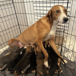 Adopt a dog:me/Hound/Male/Baby,*Name: Cameo

*Age: DOB 2/18/23

*Current Weight: will be medium sized full grown

*Rescued from: North Carolina

*Adoption fee: $550 (plus $150 spay/neuter deposit, see below for more information)

*Health: Up to date on vaccines, & microchipped

*Adoption requirements: Adopter must be 25 or older, 

Meet the Orchard Litter, a group of adorable puppies named in honor of Wayne Orchard, the late owner of Outhouse Orchards. Mr. Orchard was a true friend of dogs and a huge supporter of animal rescue. He welcomed SNARR Northeast to his orchard to help dogs in need find their forever homes.

Thanks to Mr. Orchard's kindness and generosity, many pups found loving homes, and now these eight puppies are looking for their forever families too. Meet Macoun, Cortlandt, Cameo, Gala, Fuji, Honeycrisp, Crimson, and Pippin. Pippin was Mr. Orchard's favorite apple, and we named one of the puppies after him to honor his memory.

These puppies are as sweet as they are cute, and they're ready to bring joy and love to their new homes. From playful romps to snuggles on the couch, these pups are sure to bring a smile to your face. Plus, adopting one of these pups is a great way to honor Mr. Orchard's legacy of kindness and compassion.

 

IMPORTANT: This dog has not yet been altered. SNARR requires a $150 deposit in addition to your adoption fee, as well as a strictly enforced Spay/Neuter Contract stating you will have this dog altered within 6 months of adoption. The $150 deposit will be returned once the contract has been fulfilled.

To apply to adopt, fill out an application at https://snarrnortheast.org/adopt/

FAQs -- PLEASE READ ALL BEFORE EMAILING

All adoption fees are non-refundable

Please note that SNARR NE is a volunteer-based organization. While our volunteers will try to respond to you as quickly as possible, it is helpful if you review the below information about our adoption process before emailing:

LISTED BREED(S) & AGE: We are taking our best guess on age, breed, and size when fully grown, based on the puppy's/dog's physical appearance and what we might have learned about one or both parents depending on the situation. *NOTE* We rarely know a dog's exact age, nor are we able to tell the true or full breed mix of dogs as our information is limited most of the time. Because we often do not have access to medical records at the time that we are listing for dogs for adoption, there are sometimes discrepancies between what is posted on their profile and what might be listed on a dog's medical records.

SNARR'S ADOPTION PROCESS: The first step in adopting or meeting a SNARR dog/puppy is to fill out an application at https://snarrnortheast.org/adopt/. Once we receive your application, one of our adoption application processors will contact you, review our adoption process with you, and answer any additional questions you may have. **We do not go on a first-come-first-serve basis for adoptions, but on best fit for a family and most importantly the puppy or dog. **

MEETING ADOPTABLE DOGS: Meet and greets will not be scheduled until after your adoption application has been fully processed and approved by one of our adoption processors.

APPLYING ONLINE: If you fill out an online application, please do so from a computer (not a mobile device), make sure you answer ALL the questions in as much detail as possible, and that you receive a confirmation email. If you do not receive a confirmation email, that means we did NOT receive your application.