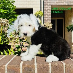 Old English Sheepdog/Old English Sheepdog//Younger Than Six Months,Ourstunning Old English Sheepdog Puppies are looking for new loving homesFather was imported from United Kingdom.Mother was imported from Taiwan.Mother has a fantastic nature, she loves cuddles and play around with kids.Orivet DNA Test clearBAER Canine Hearing Test Normal2 boys (Purple and Black) and 1 girl (Lime) availableEye colour (Left/Right)Lime: Brown/BrownPurple: Blue/BlueBlack: Blue/BrownThey had 1st vaccination, wormed, microchipped and BAER Canine Hearing TestedMircochip Number934000090352184, 934000090352164, 934000090352163They are ready for pick up.BIN: B001085083